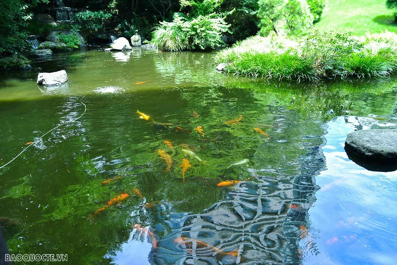 Bộ trưởng Ngoại giao Bùi Thanh Sơn và Bộ trưởng Ngoại giao Nhật Bản Kamikawa Yoko đi dạo, cho cá Koi ăn