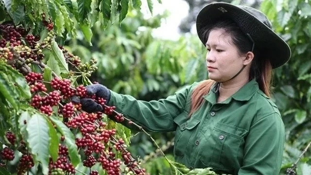 Vietnam’s coffee market share in traditional markets increases