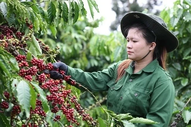 Vietnam’s coffee market share in traditional markets increases