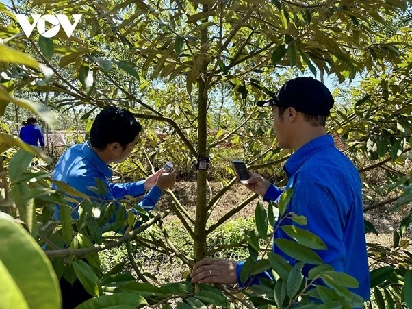 Gắn mã số quản lý trên cây sầu riêng ở Đắk Lắk. (Nguồn: VOV)