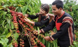 Ngành Nông nghiệp Đắk Lắk: Phát huy vai trò trụ đỡ của nền kinh tế