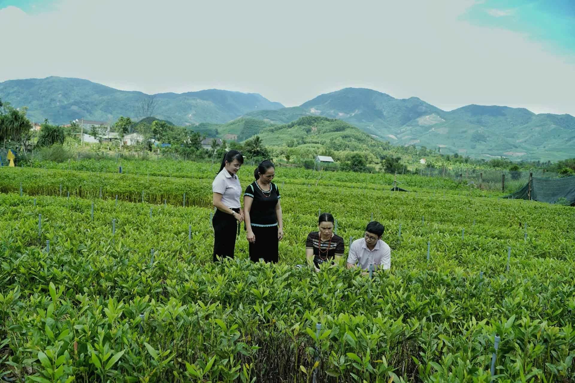 Đồng bào dân tộc H'Rê huyện Minh Long tích cực chuyển đổi cây trồng, nâng cao đời sống.