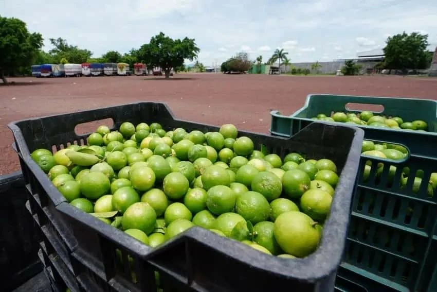 Băng đảng Mexico đe dọa tống tiền doanh nghiệp sản xuất chanh