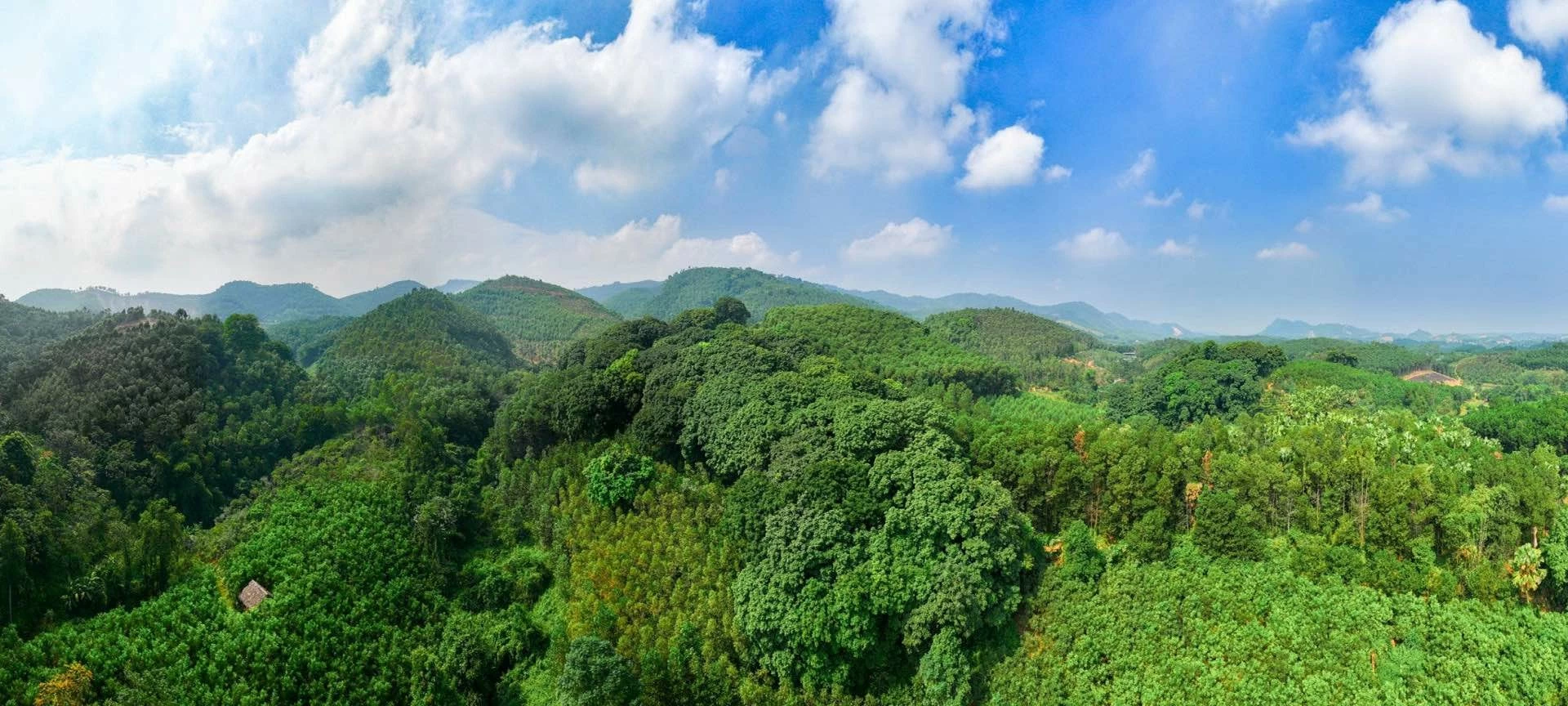 Quần thể lim xanh cổ thụ nằm trong khu rừng Ba Hố. Ảnh: Đức Hoàng Quần thể lim xanh cổ thụ nằm trong khu rừng Ba Hố. Ảnh: Đức Hoàng