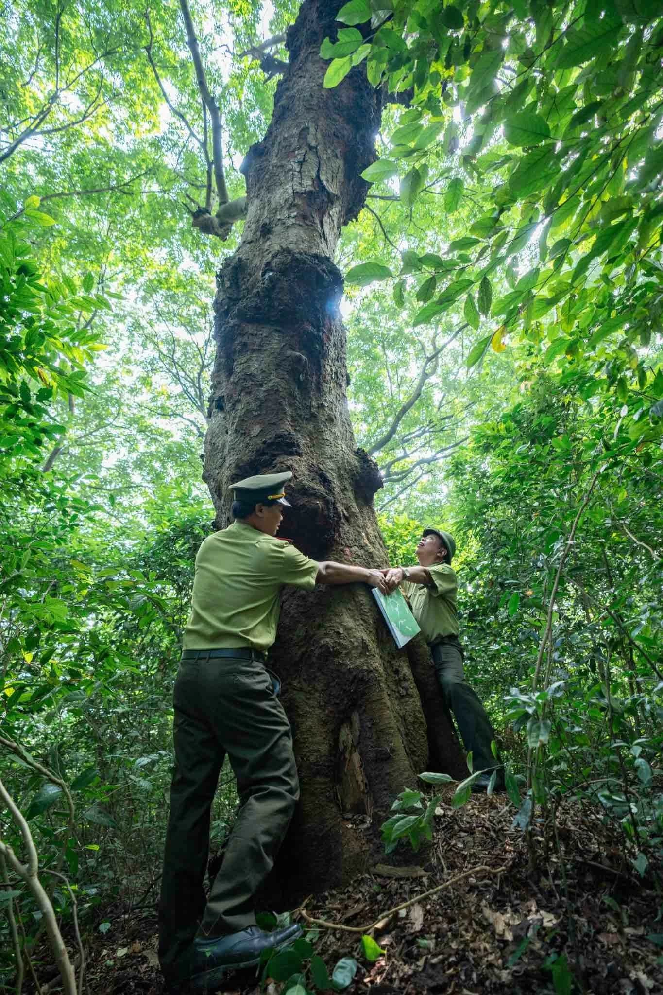 Cây lim xanh với tuổi đời cao nhất trong rừng. Ảnh: Đức Hoàng