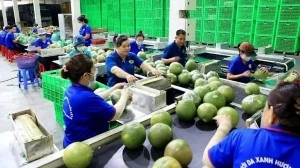 Fruit, vegetable exports expected to hit record in 2024: Vietnam Fruit and Vegetables Association