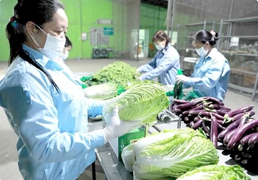 Hanoi enhances effectiveness of agricultural product chains