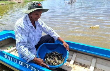 Ca Mau rice-shrimp cultivation model receives first BAP certification