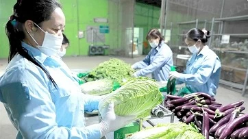 Hanoi enhances effectiveness of agricultural product chains