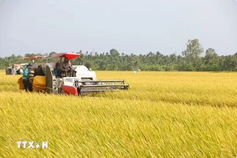 Vietnam's rice export prices now highest worldwide: Vietnam Food Association