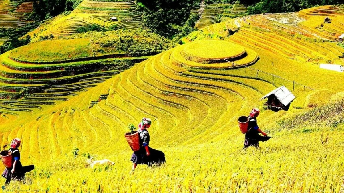 Ta Van Village during the ripening rice season