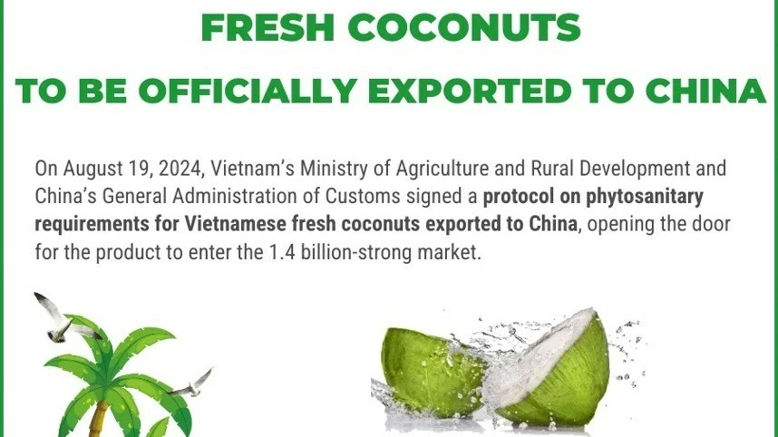 Fresh coconuts to be officially exported to China