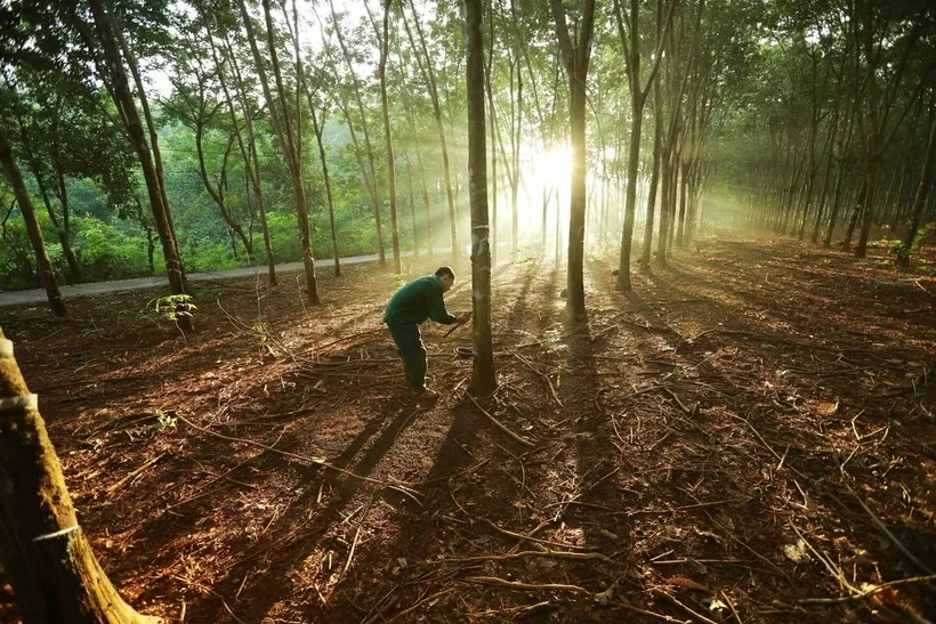 A worker extracts rubber latex in the Dong Phu rubber plantation of the Vietnam Rubber Group. Rubber is among the commodities targeted by the EUDR. (Photo: VNA)