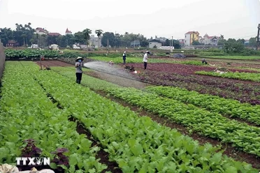 Hanoi focusing on market-oriented agricultural production