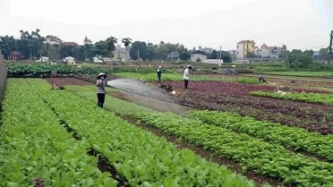 Hanoi focusing on market-oriented agricultural production for sustainable growth