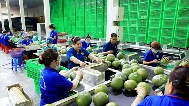 New markets help fruit exports grow to record revenues