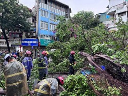 Hình ảnh loạt cây xanh Hà Nội đổ do mưa giông, ảnh hưởng từ siêu bão Yagi