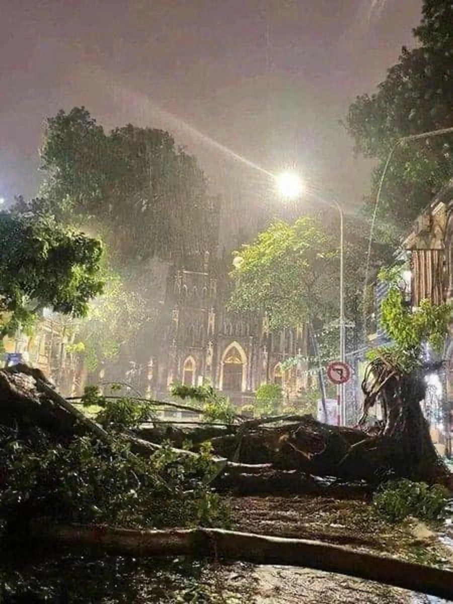 The old tree in the cathedral was uprooted. (Photo: Beatvn)