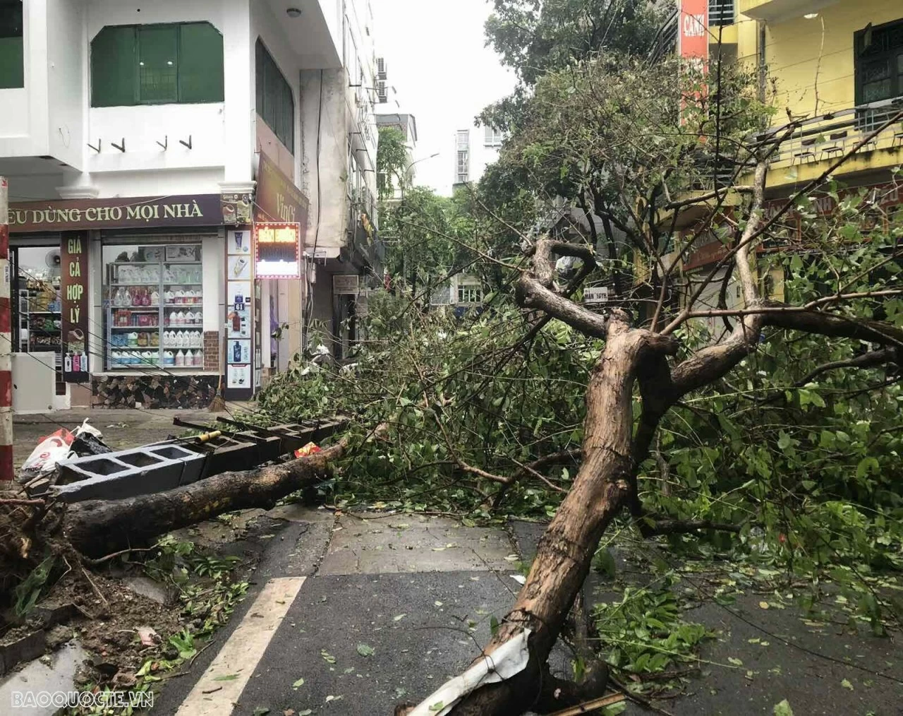 Hàng nghìn cây xanh đổ la liệt do bão số 3