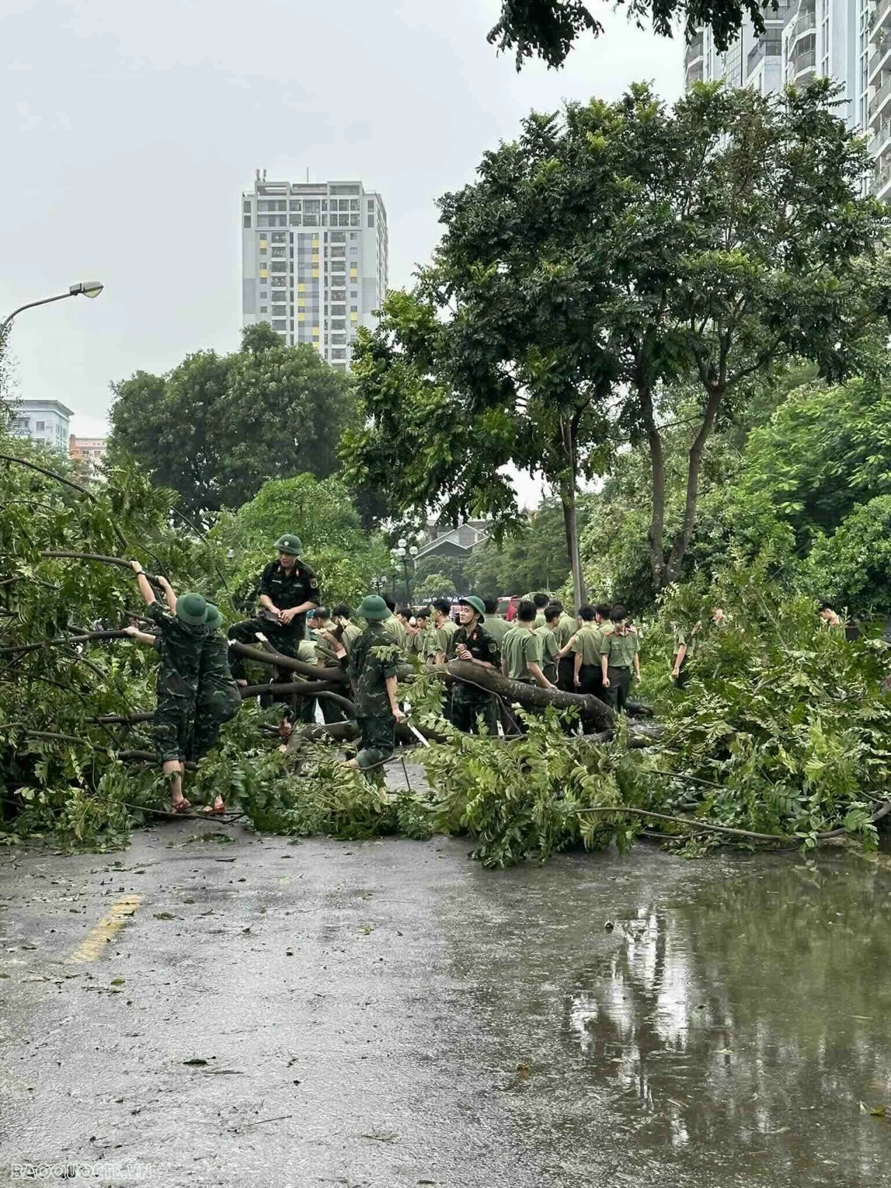 Hàng nghìn cây xanh đổ la liệt do bão số 3