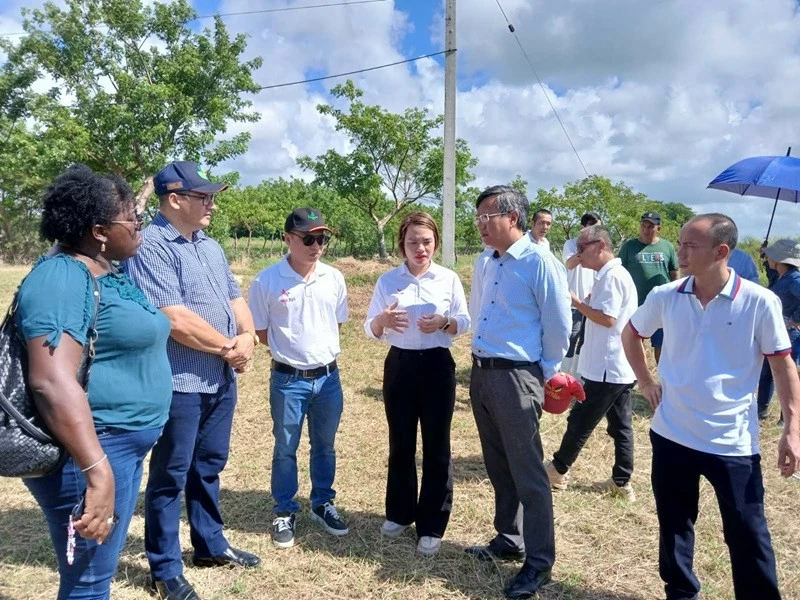 Doanh nghiệp Việt Nam thử nghiệm mô hình sản xuất lúa mới tại Cuba