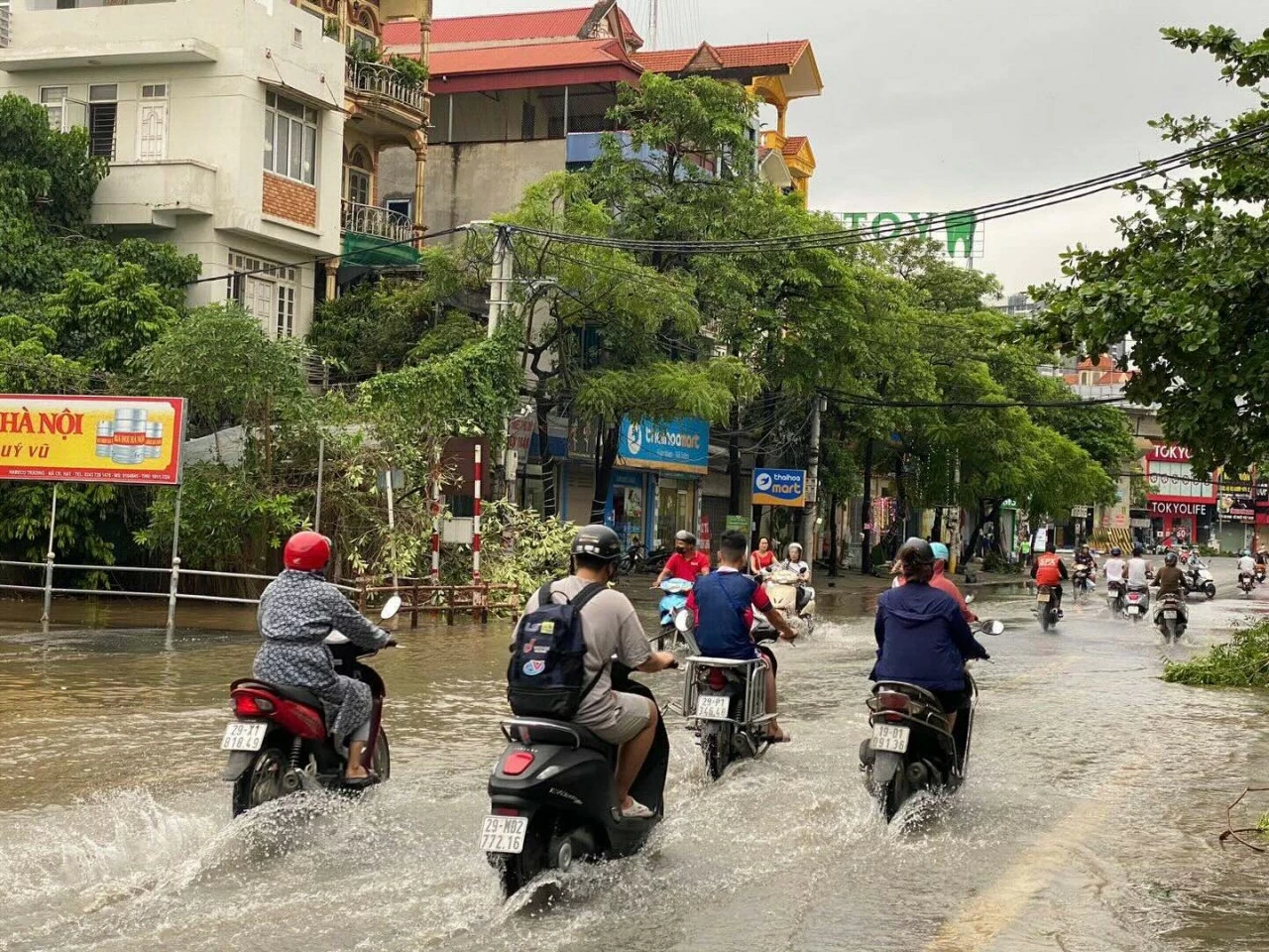 Hàng nghìn cây xanh đổ la liệt do bão số 3