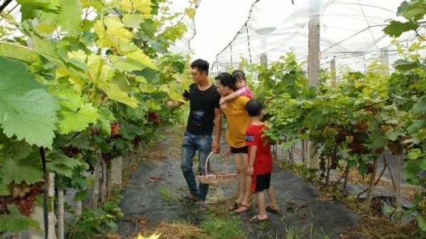 Hanoi boosts ecological agriculture models