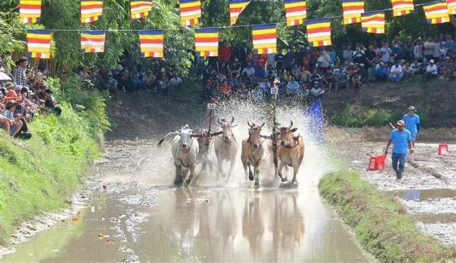 An Giang’s ox racing festival attracts numerous audiences