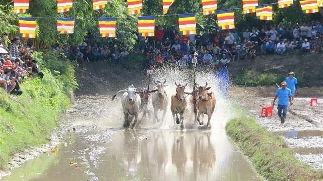 An Giang’s ox racing festival attracts numerous audiences