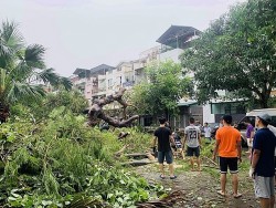 Cảnh tỉnh về quy trình trồng cây xanh an toàn