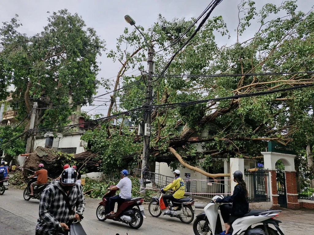 Cây cổ thụ trên đường Hoàng Hoa Thám, Hà Nội bị đổ do bão số 3. (Ảnh: Hải An)