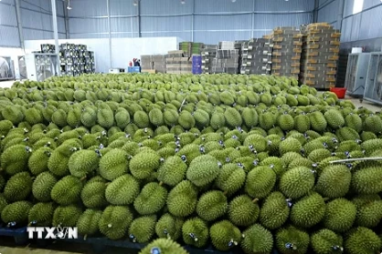 Vietnam’s frozen durian exports to China could reach 300 mln USD in 2024: Official