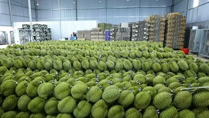 Vietnam may earn 300 mln USD from frozen durian exports to China this year