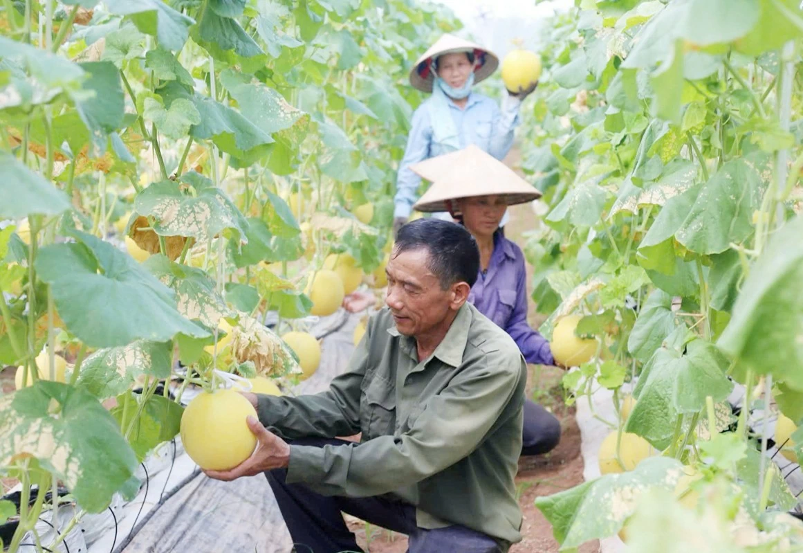 Nông nghiệp Hà Nội ứng dụng công nghệ cao vào sản xuất