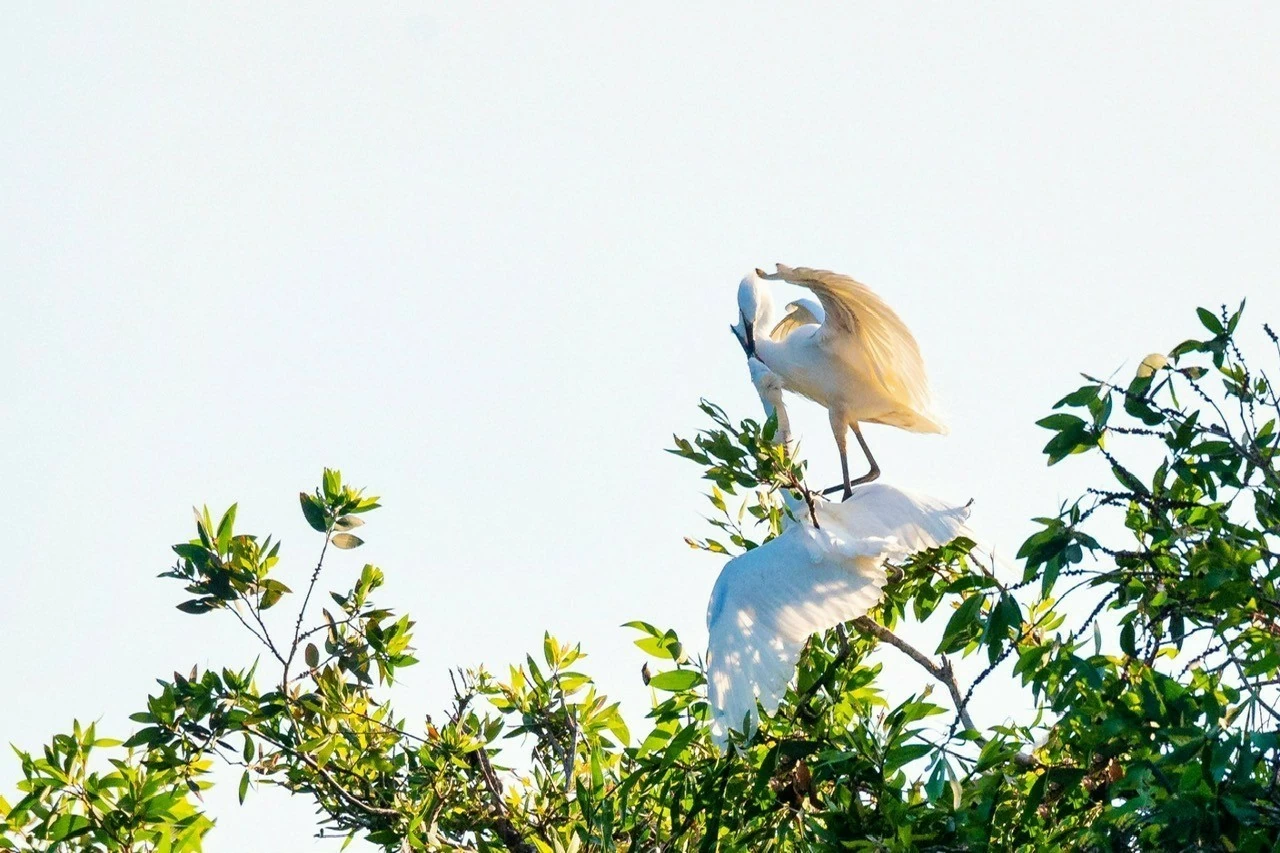 Loan phụng hòa duyên.