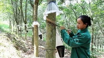 Vietnam earns 1.7 billion USD from rubber exports during eight months