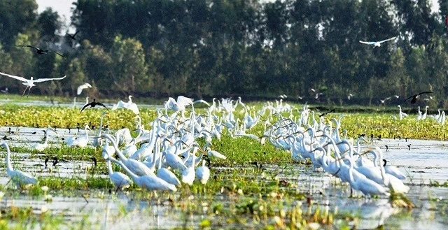 Có thể thấy, mỗi loài chim là một tác phẩm nghệ thuật tự nhiên sống động,.