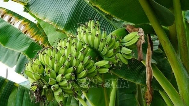 Bin bears fruit in rural district of Binh Duong