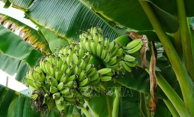 Bin bears fruit in rural district of Binh Duong