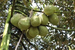 Vietnam&apos;s durian dominates fruit exports, outpacing dragon fruit