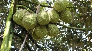 Vietnam's durian dominates fruit exports, outpacing dragon fruit: Vinafruit