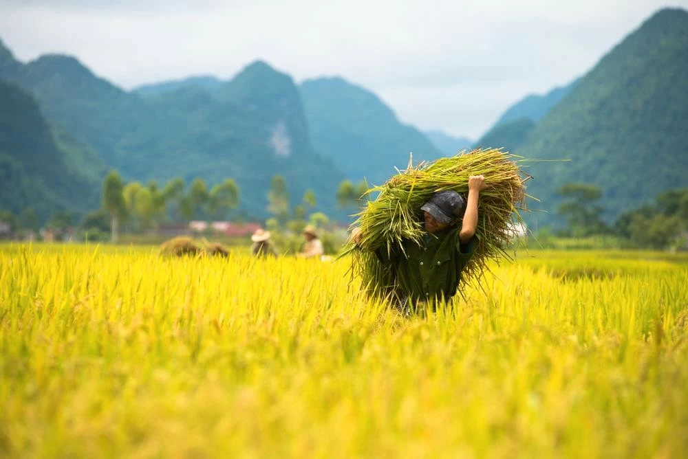 Du lịch Lạng Sơn: Ngắm mùa vàng ở thung lũng Bắc Sơn