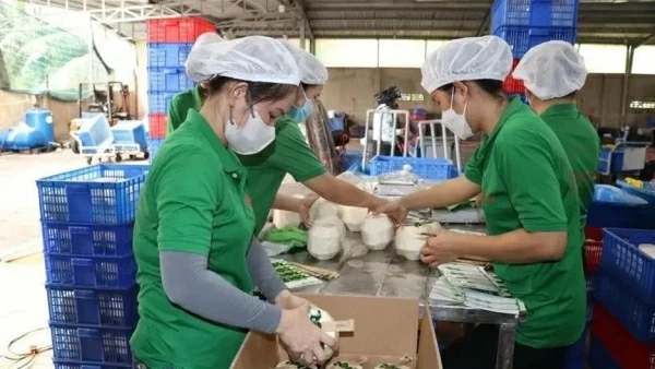 Fresh coconuts find new markets abroad