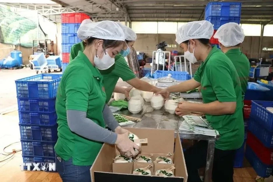 Fresh coconut packaging for export at Mekong Fruit Co., Ltd., located in Huu Dinh commune, Chau Thanh district, Ben Tre province. (Photo: VNA)