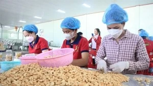 Cashew industry faces risk of trade deficit