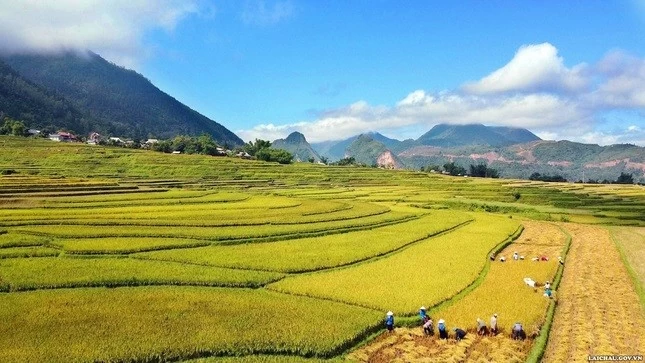 Mỗi màu lúa chín, những thửa ruộng vàng rực trải khắp các sườn đồi, tạo nên khung cảnh thiên nhiên ngoạn mục.