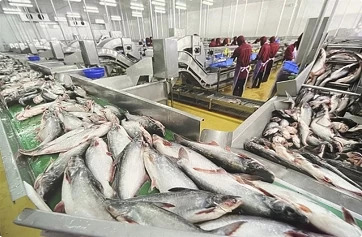 China becomes largest buyer on Vietnam’s pangasius fish: VASEP