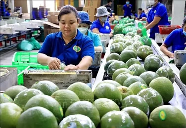 Standardising fruit quality can open up new markets for Vietnam: Insiders