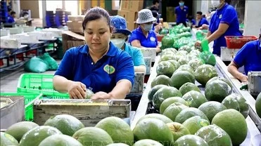 Standardising fruit quality may develop new markets for Vietnam