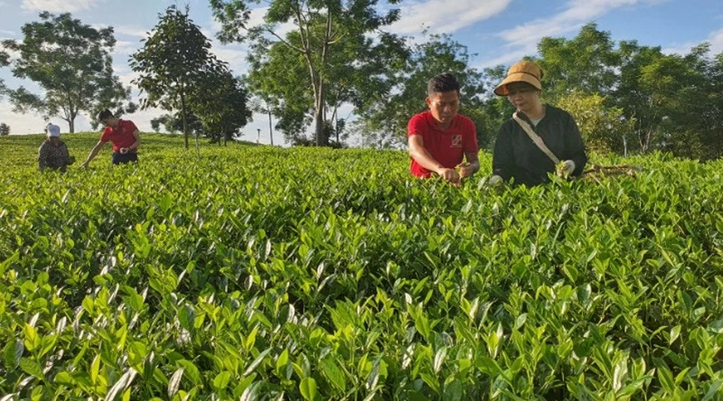 Agribank chủ động và tích cực đầu tư phát triển nông nghiệp sạch, nông nghiệp công nghệ cao